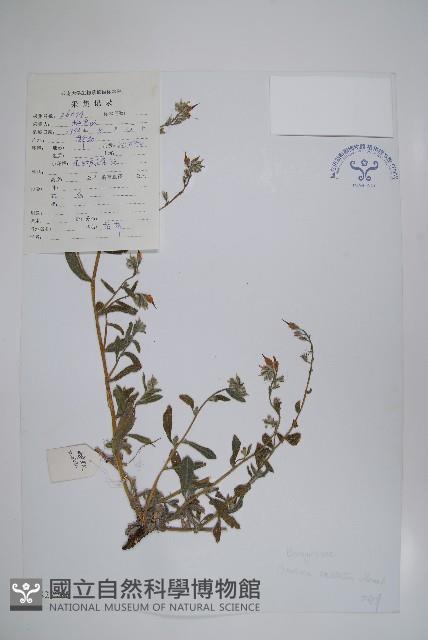 露蕊滇紫草藏品圖，第1張