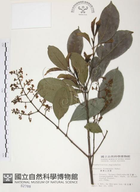 山香圓藏品圖，第1張