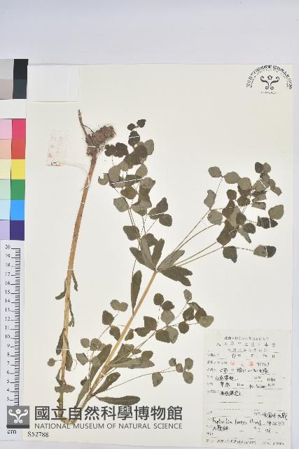 長圓葉大戟藏品圖，第1張