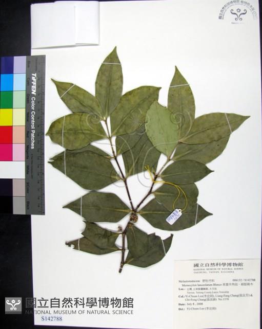 革葉羊角扭、細脈榖木藏品圖，第1張