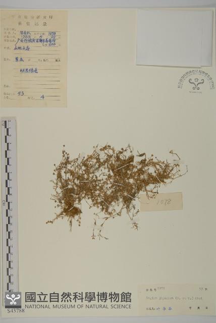 小苦瓜藏品圖，第1張