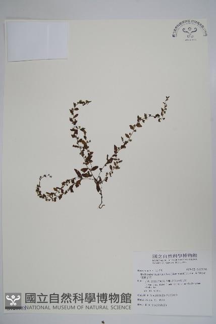 細纍子草藏品圖，第1張