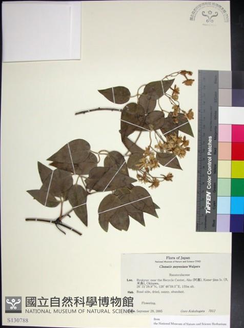 麥氏鐵線蓮藏品圖，第1張