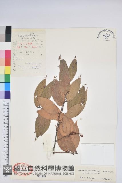 柔毛雲南越橘藏品圖，第1張