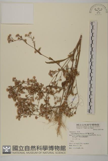 掃帚菊藏品圖，第1張