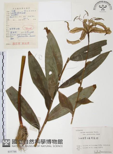 豔紅百合、豔紅鹿子百合藏品圖，第1張