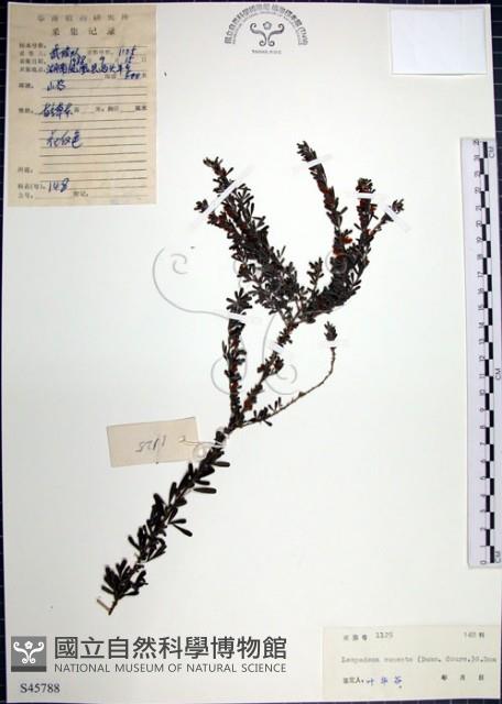 鐵掃帚、千里光藏品圖，第1張