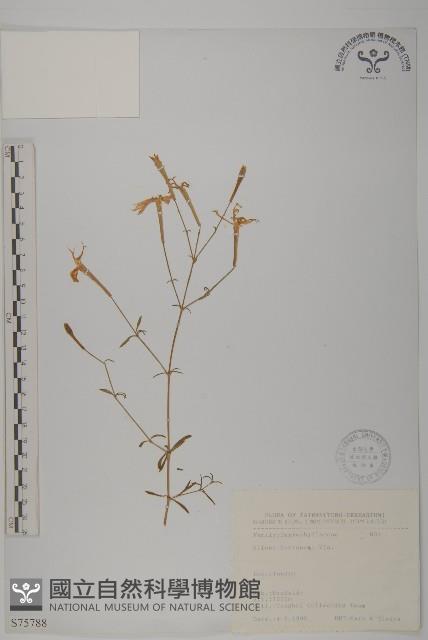 蠅子草藏品圖，第1張