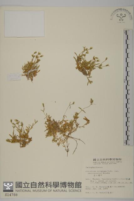 玉山卷耳藏品圖，第1張