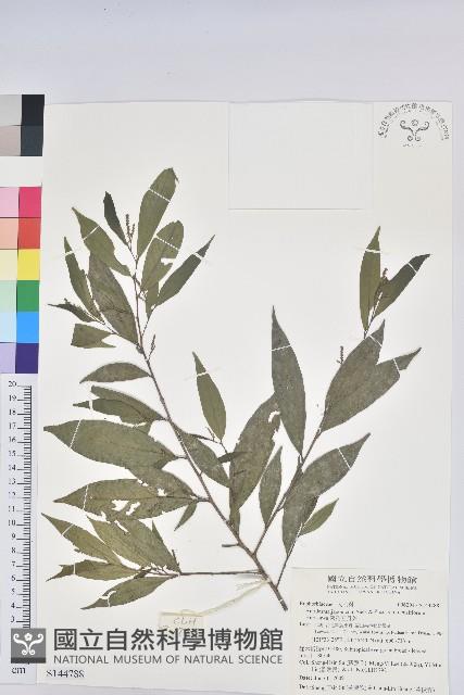 密花五月茶藏品圖，第1張