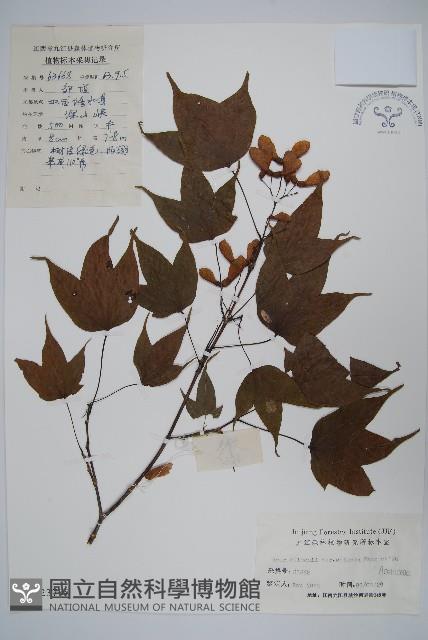 鈍角三峽槭藏品圖，第1張