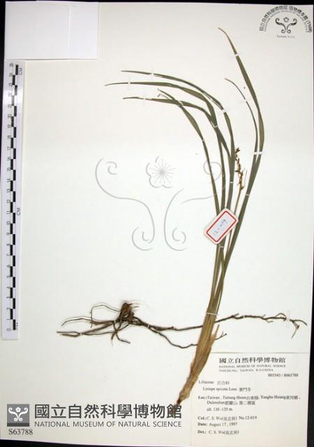 麥門冬藏品圖，第1張