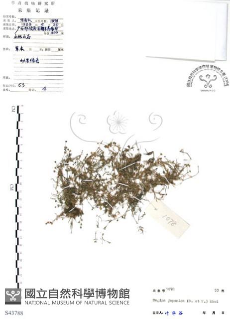 瓜槌草、漆姑草藏品圖，第1張