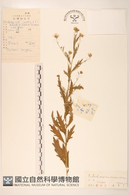 蒙古馬蘭藏品圖，第1張