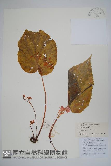 心葉秋海棠藏品圖，第1張