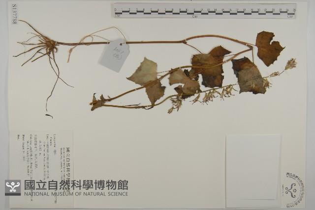 登錄號:S137788藏品圖，第1張