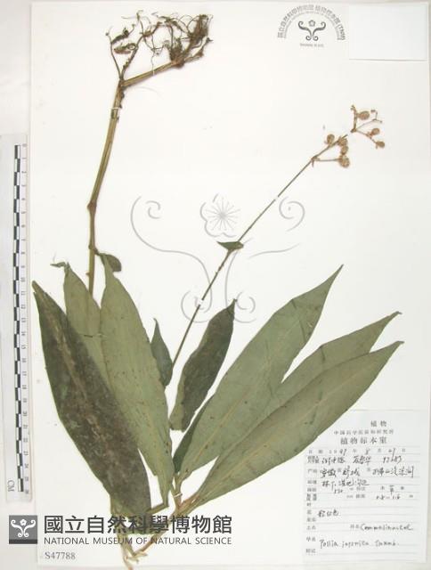 杜若藏品圖，第1張