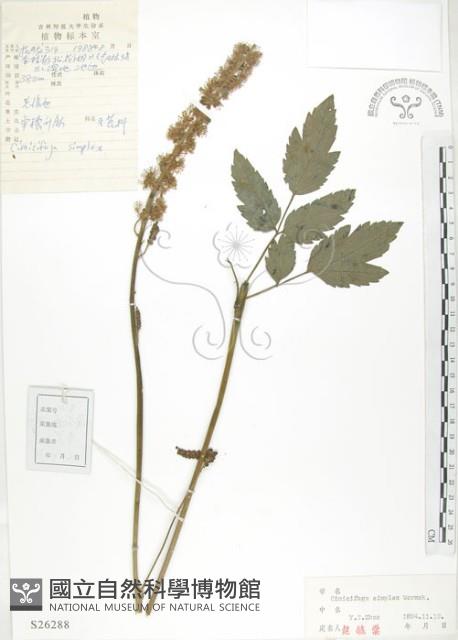 單穗升麻藏品圖，第1張