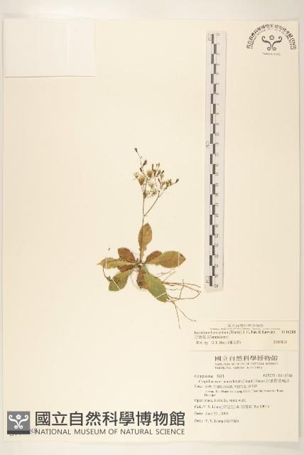 刀傷草藏品圖，第1張