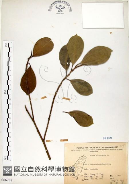 榕樹藏品圖，第1張