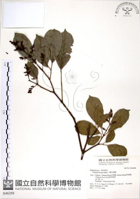 三葉山香圓藏品圖，第1張