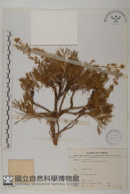 高山艾藏品圖，第1張