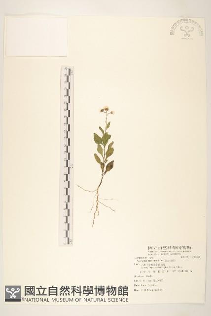 濱斑鳩菊藏品圖，第1張