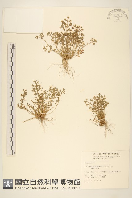 假吐金菊藏品圖，第1張