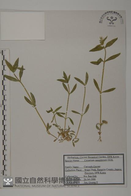 簇生卷耳藏品圖，第1張