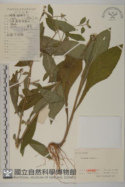 杓兒菜藏品圖，第1張