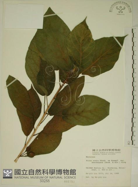 牛乳榕藏品圖，第1張