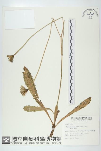 貓兒菊藏品圖，第1張