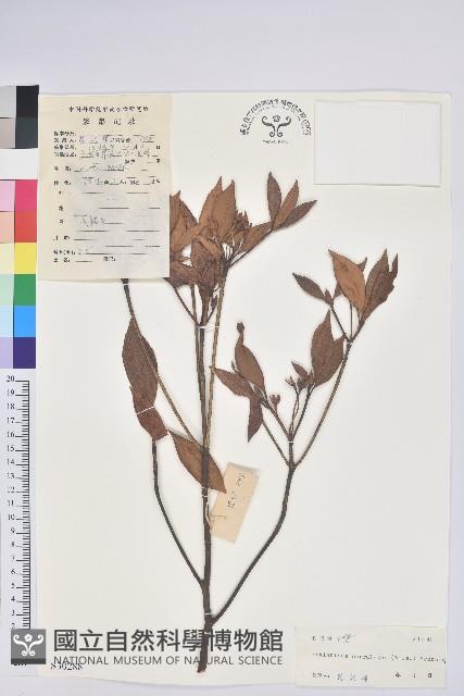 齒緣吊鐘花藏品圖，第1張