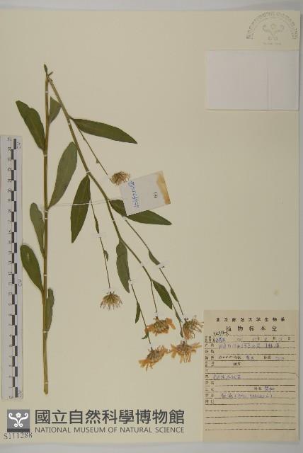 紫菀藏品圖，第1張