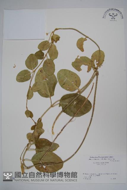 登錄號:S051288藏品圖，第1張