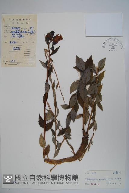 桔梗藏品圖，第1張