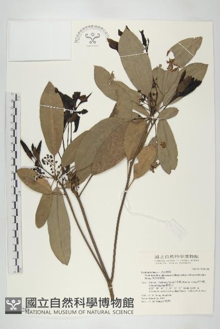 耿氏虎皮楠藏品圖，第1張