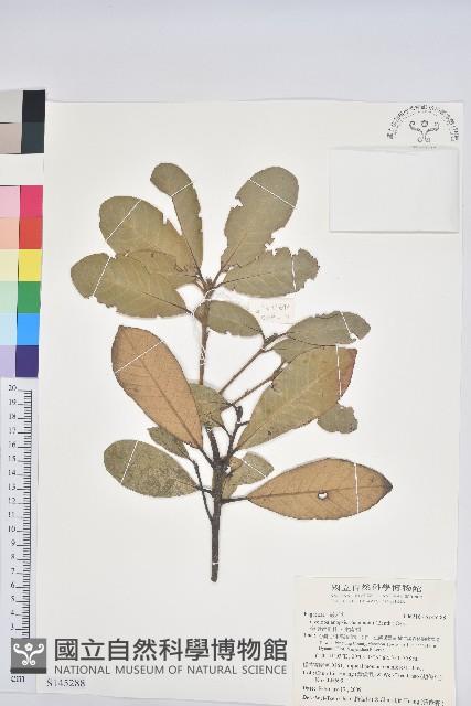 嶺南青剛櫟、嶺南椆藏品圖，第1張