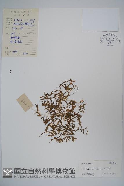 半邊蓮、鐮磨仔草藏品圖，第1張