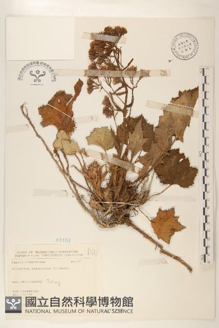 臺灣款冬藏品圖，第1張