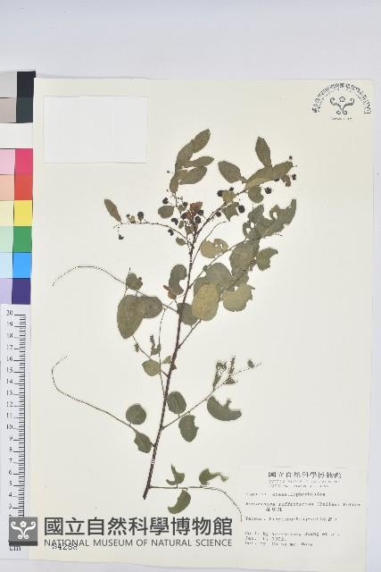 葉底珠、市蔥密花葉底珠藏品圖，第1張