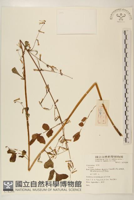 登錄號:S074288藏品圖，第1張