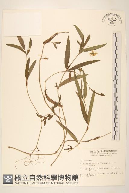 蟛蜞菊藏品圖，第1張