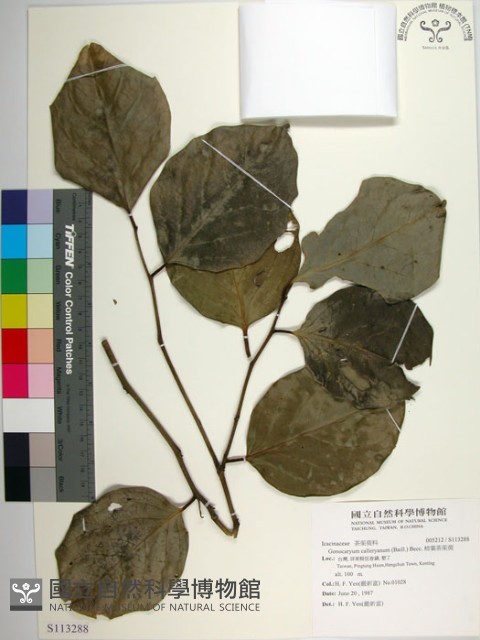 柿葉茶茱萸藏品圖，第1張