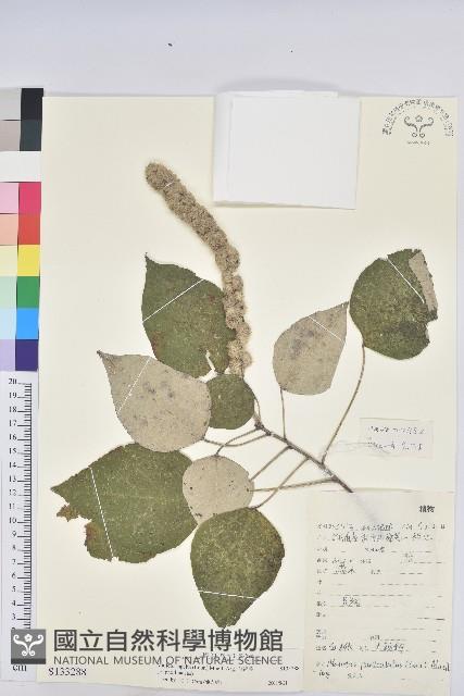 白背葉藏品圖，第1張