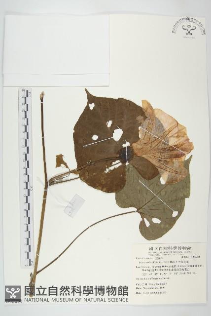 大萼旋花藏品圖，第1張