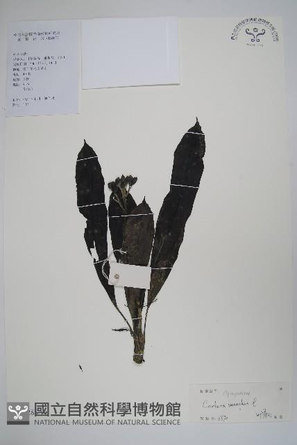 海檬果藏品圖，第1張