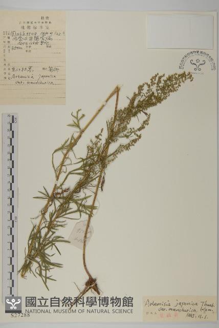 東北牡蒿藏品圖，第1張