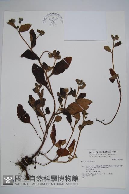 登錄號:S037288藏品圖，第1張