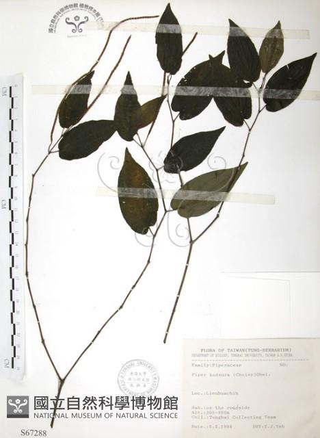 風藤藏品圖，第1張